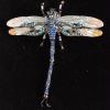 Jeweled dragonfly